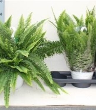 ME Nephrolepis Ex Sonata | Pot size 19 | Per 3 pieces