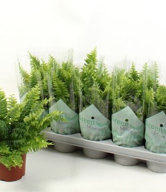 ME Nephrolepis Ex Green Momen | Pot size 12 | Per 10 pieces