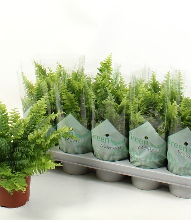 Nephrolepis Ex Green Momen | Topfgröße 12 | Pro 10 Stück