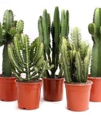 ME Euphorbia Gemischt | Pro 4 Stück