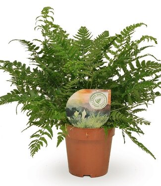 ME Polystichum tsussimense / Athyrium | Per 10 pieces