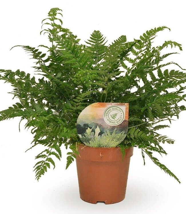 Polystichum tsussimense / Athyrium | Per 10 pieces