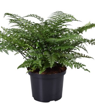 ME Asplenium Parvati | Stück für Stück