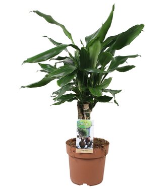 ME Dracaena Steudneri carroussel | chaque