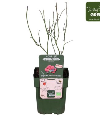 ME Vaccinium Pink Lemonade® Bio | Pot de 13 | Par 6 pièces