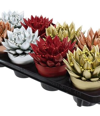 ME Echeveria coloured Xmas mix + chain | Per 8 pieces