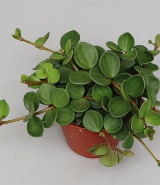 ME Peperomia tet. 'Hope' | Per 8 stuks