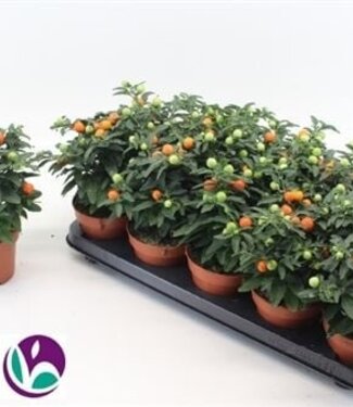 ME Solanum Pseudocapsic | Pot size 12 | 10 pieces