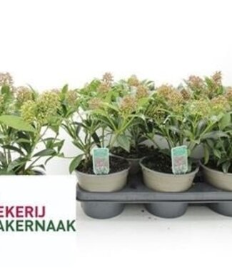 ME Skimmia Ja Godrie Dwarf | Per 6 stuks