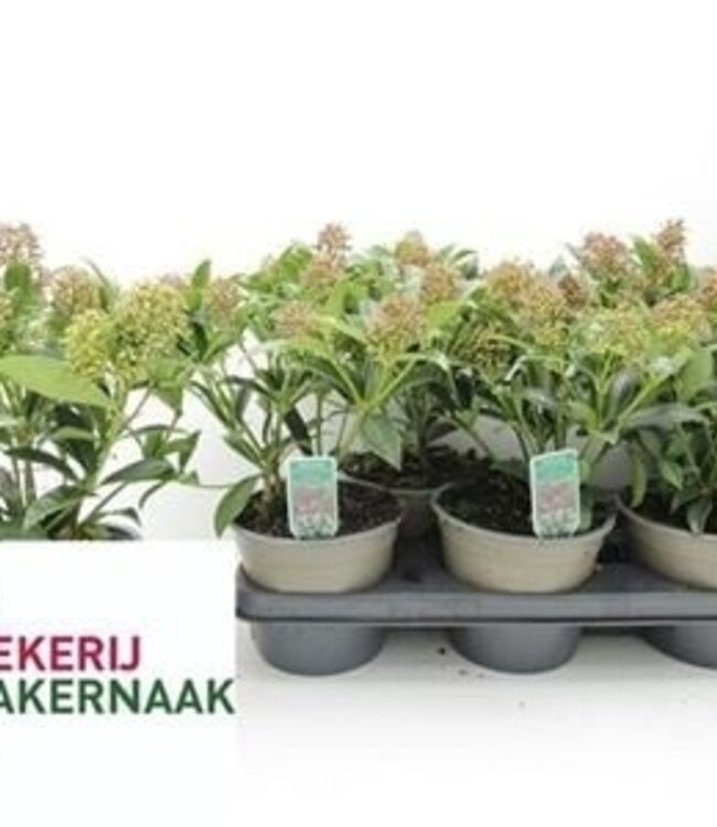 Skimmia Ja Godrie Dwarf | Par 6 pièces