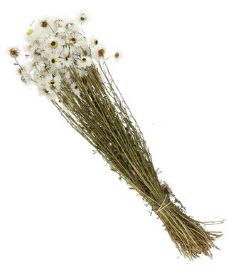 4A Natural white Acroclinium dried flowers | Length 60 centimetres | Per piece