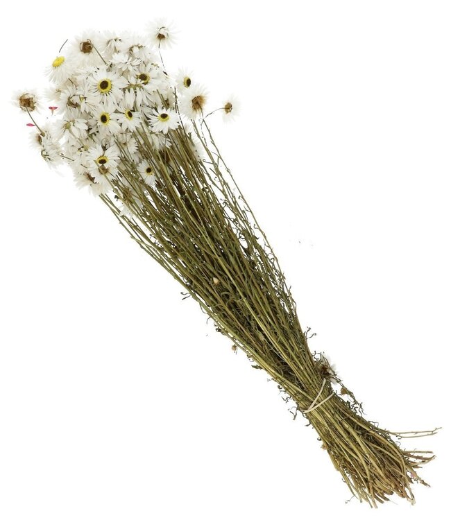 Natural white Acroclinium dried flowers | Length 60 centimetres | Ordered by piece