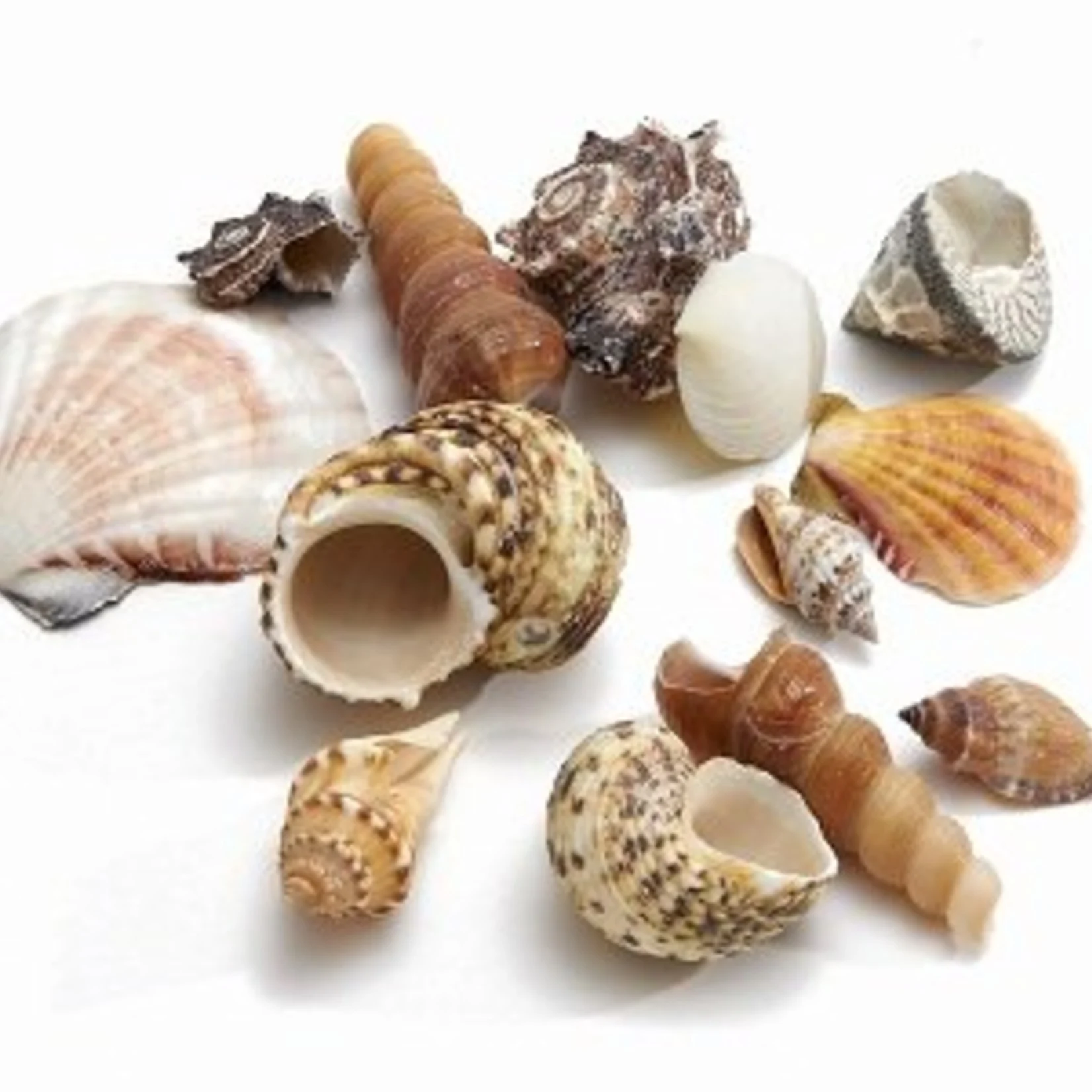 Buy shells in all shapes, sizes and colours