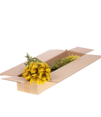 LDD Naturelle gele gedroogde Solidago | Guldenroede droogbloemen | Per 4 stuks