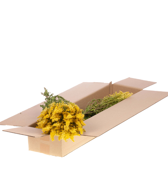 Naturelle gele gedroogde Solidago | Guldenroede droogbloemen | Per 4 bossen te bestellen