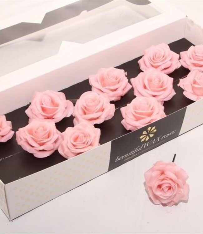 Apricot coloured silk wax roses Oceana | Size M | 12 pieces per box | Order per box