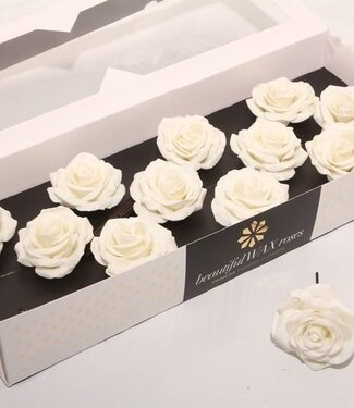 AD Soft white silk wax roses | Size M | Per 12 pieces