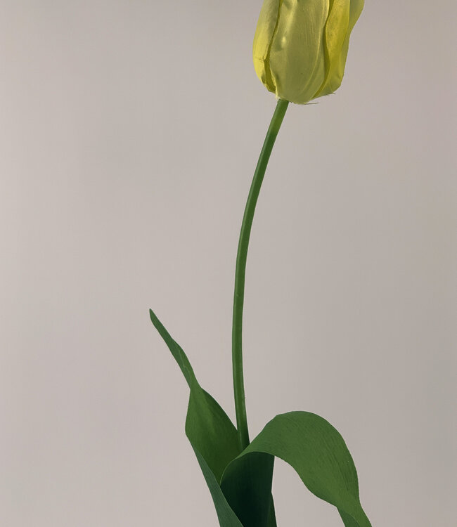 tulp | geel | 68 centimeter | Per stuk te bestellen