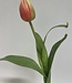 tulp ballade | roze | 38 centimeter | Per stuk te bestellen