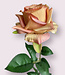 Salmon-coloured rose silk flower | Length 75 centimetres | Ordered by piece