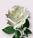 White rose silk flower | Length 75 centimetres | Ordered by piece