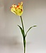 Yellow-pink parakeet tulip silk flower | Length 80 centimetres | Ordered by piece