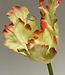 Yellow-pink parakeet tulip silk flower | Length 80 centimetres | Ordered by piece