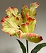 Yellow-pink parakeet tulip silk flower | Length 80 centimetres | Ordered by piece