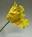 Yellow parakeet tulip silk flower | Length 80 centimetres | Ordered by piece