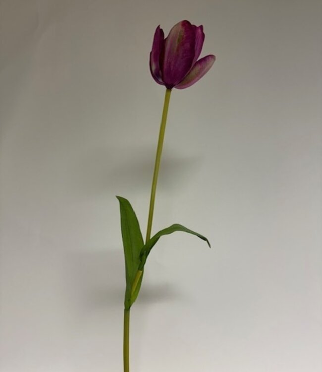 tulp | paars | 63 centimeter | Per stuk te bestellen