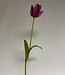 Paarse tulp zijden bloem | Lengte 63 centimeter | Per stuk te bestellen