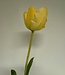 Gele tulp zijden bloem | Lengte 63 centimeter | Per stuk te bestellen