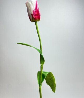 Silk Flowers by JJ Fuchsia-coloured with white tulip silk flower | Length 65 centimetres | Per piece