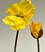 Yellow poppy silk flower | Length 70 centimetres | Ordered by piece