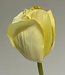 Cream-coloured tulip silk flower | Length 66 centimetres | Ordered by piece