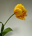 Yellow peony tulip silk flower | Length 73 centimetres | Ordered by piece