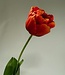 Red peony tulip silk flower | Length 73 centimetres | Ordered by piece