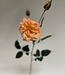 Salmon-coloured rose silk flower | Length 57 centimetres | Ordered by piece