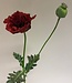 Burgundy poppy silk flower | Length 78 centimetres | Ordered by piece