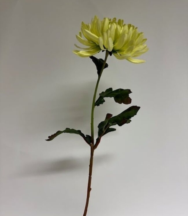 Groene chrysant zijden bloem | Lengte  60 centimeter | Per stuk te bestellen