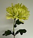 Groene chrysant zijden bloem | Lengte  60 centimeter | Per stuk te bestellen