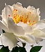 White peony silk flower | Length 51 centimetres | Ordered by piece