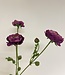 Purple ranunculus silk flower | Length 65 centimetres | Ordered by piece