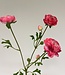 Pink ranunculus silk flower | Length 65 centimetres | Ordered by piece