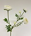 Cream-coloured ranunculus silk flower | Length 65 centimetres | Ordered by piece