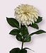 White dahlia silk flower | Length 70 centimetres | Ordered by piece