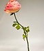 Light pink ranunculus silk flower | Length 48 centimetres | Ordered by piece