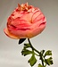 Light pink ranunculus silk flower | Length 48 centimetres | Ordered by piece