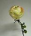 White cream coloured ranunculus silk flower | Length 48 centimetres | Ordered by piece