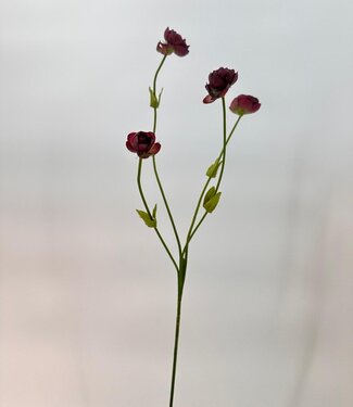 Silk Flowers by JJ Burgundy coloured ranunculus silk flower | Length 50 centimetres | Per piece